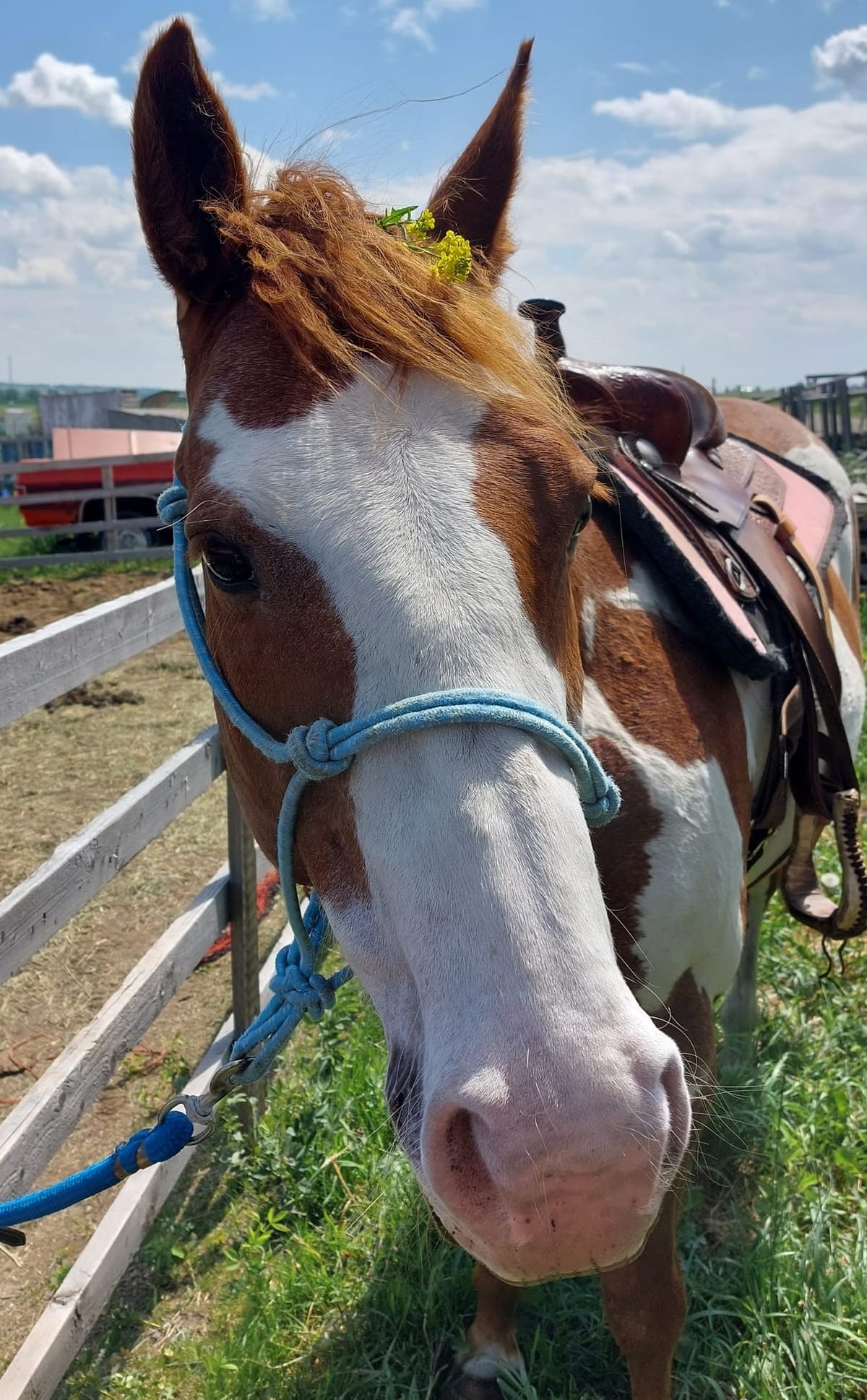 The First Indication of Being TOO Big to Ride a Horse.